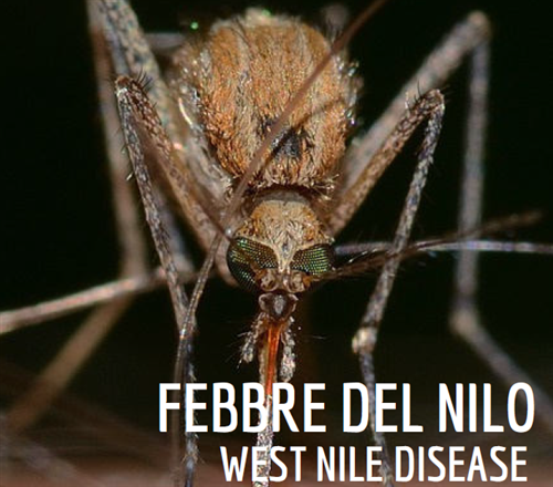 Ordinanza del Sindaco contro la West nile desease